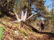 46 Erithronium dens canis-Dente di cane
